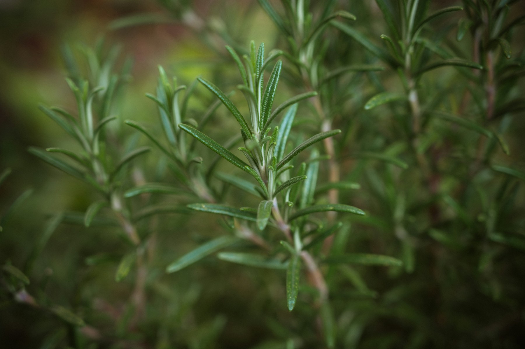 Frische grüne Rosmarinzweige im Garten