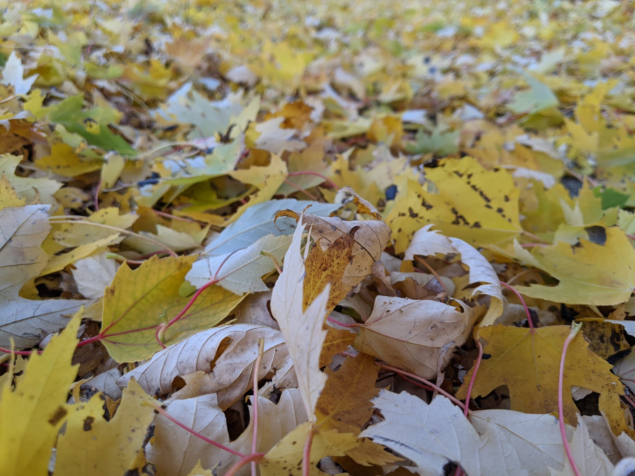 Gelbe und braune Herbstblätter liegen dicht auf dem Boden