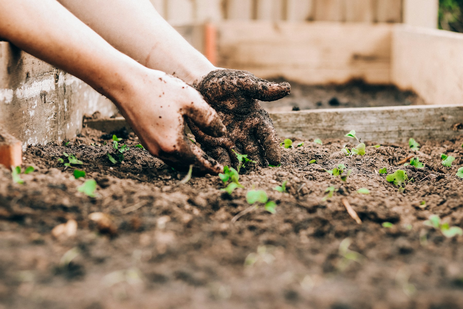 Hände setzen eine junge Pflanze in dunkle Gartenerde